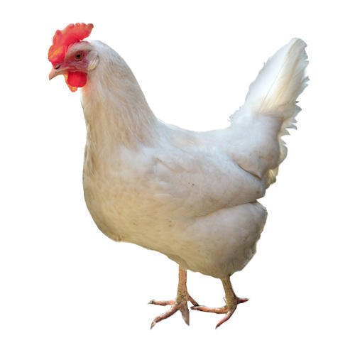 country-chicken-500x500.jpg